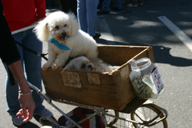 2 dogs in cart