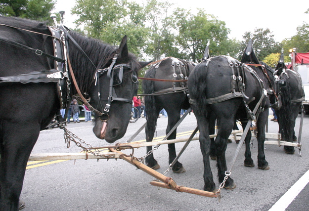 wagon horse