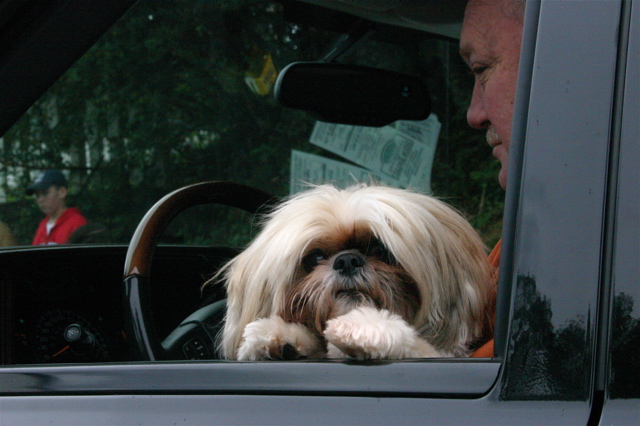 dog in car