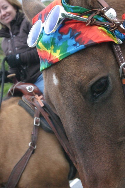 Hippie horse