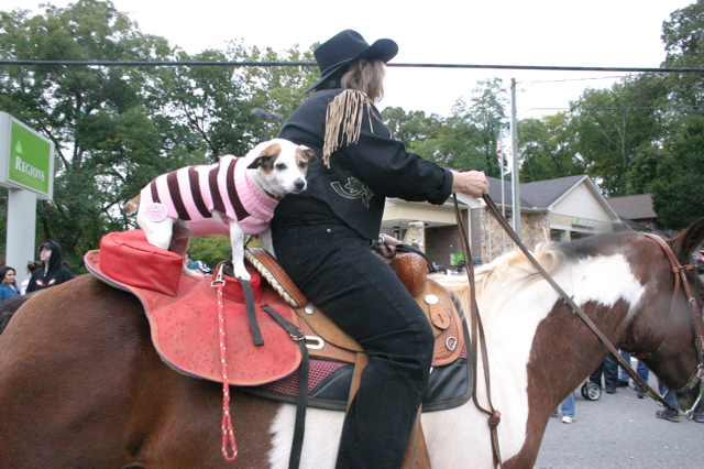 dog on horse