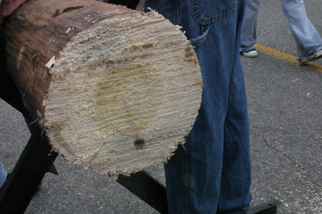 sawed log end