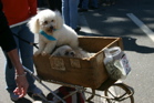 2 dogs in a cart